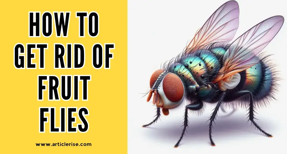 how to get rid of fruit flies