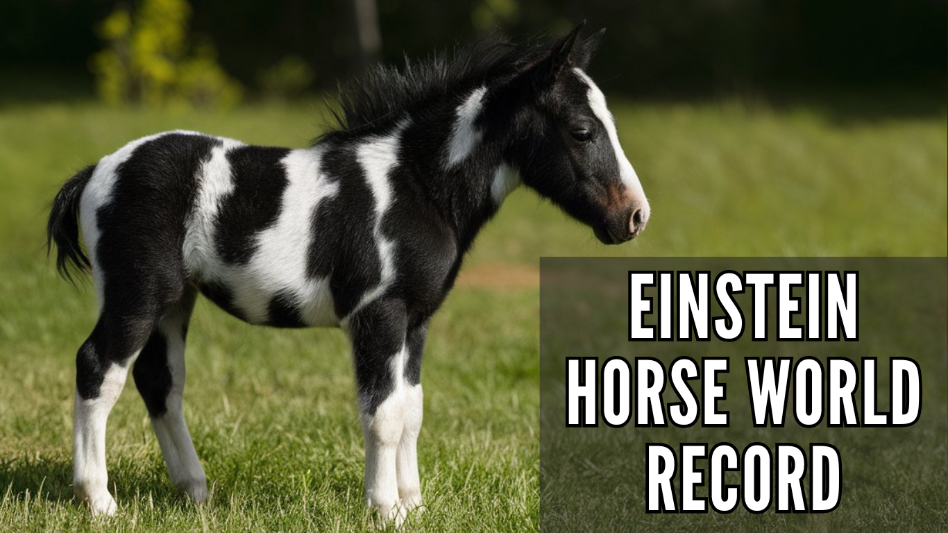 Einstein Horse World Record