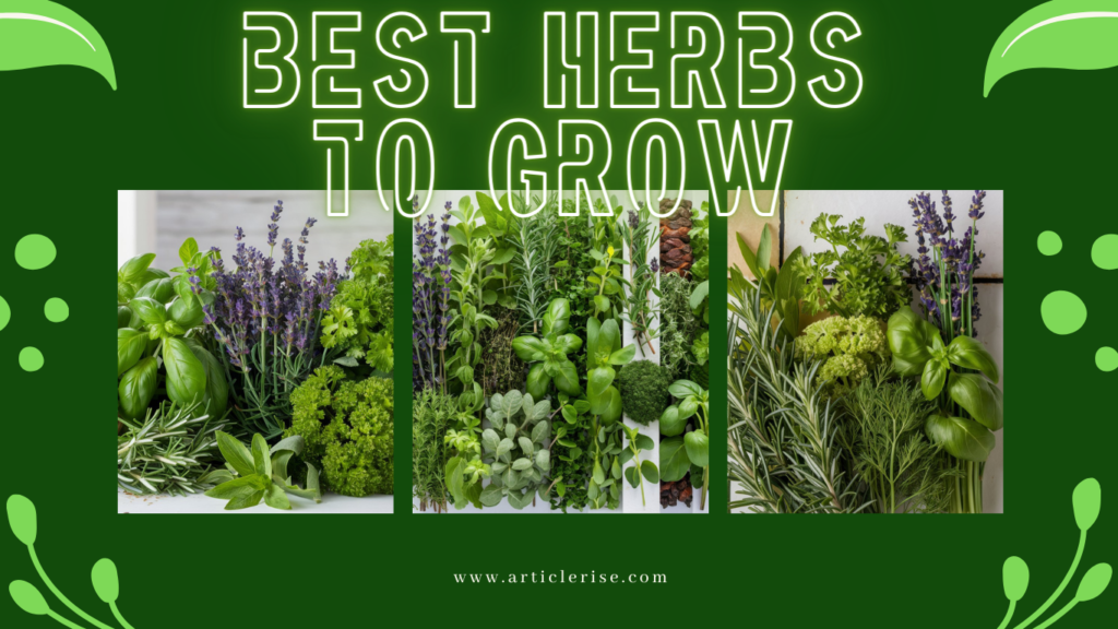 best herbs to grow